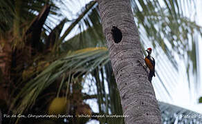 White-naped Woodpecker