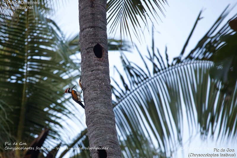 White-naped Woodpecker, identification, habitat, Reproduction-nesting