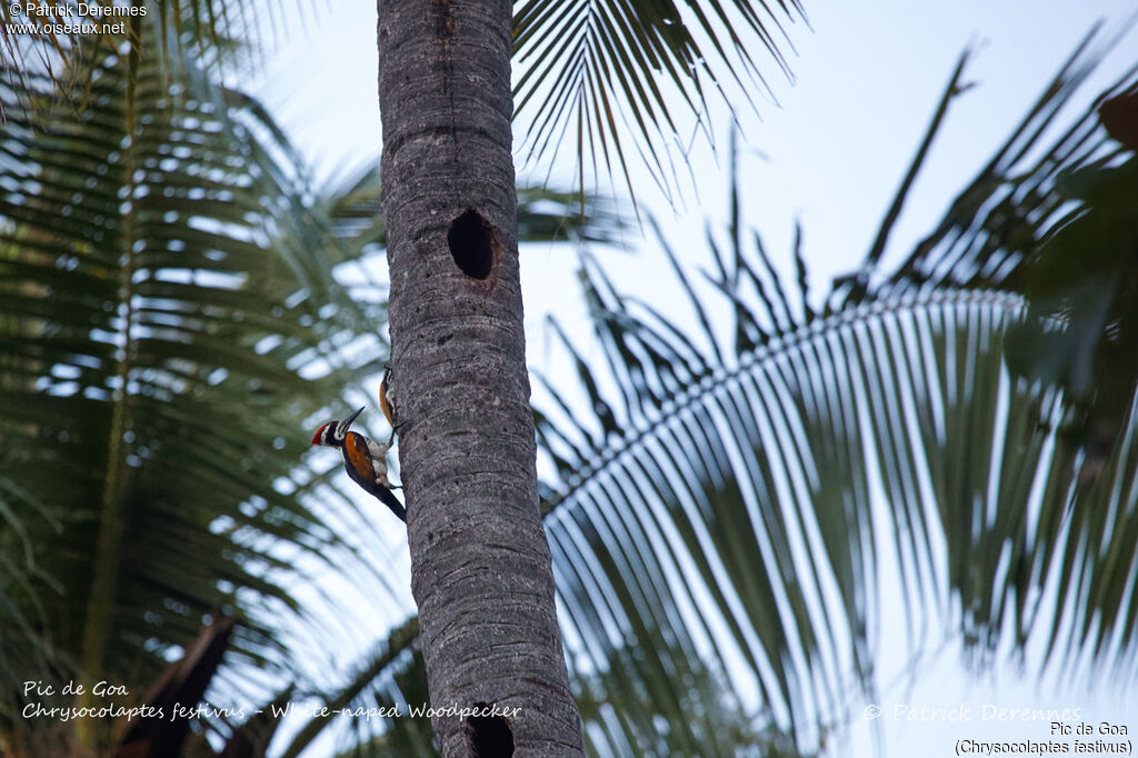 White-naped Woodpecker, identification, habitat, Reproduction-nesting