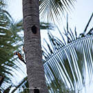 Pic de Goa