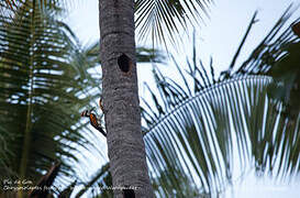 White-naped Woodpecker