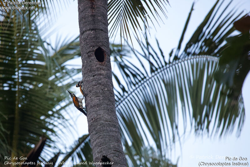 White-naped Woodpecker, identification, habitat, Reproduction-nesting