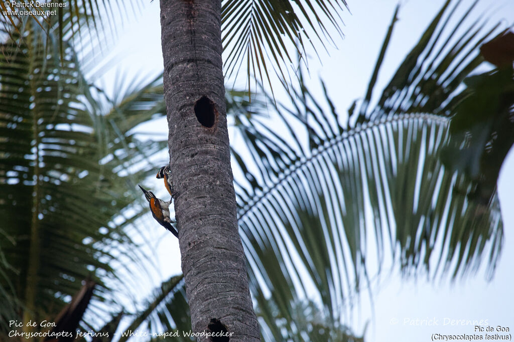 White-naped Woodpecker, identification, habitat, Reproduction-nesting