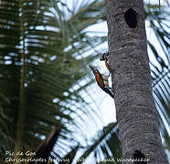 White-naped Woodpecker