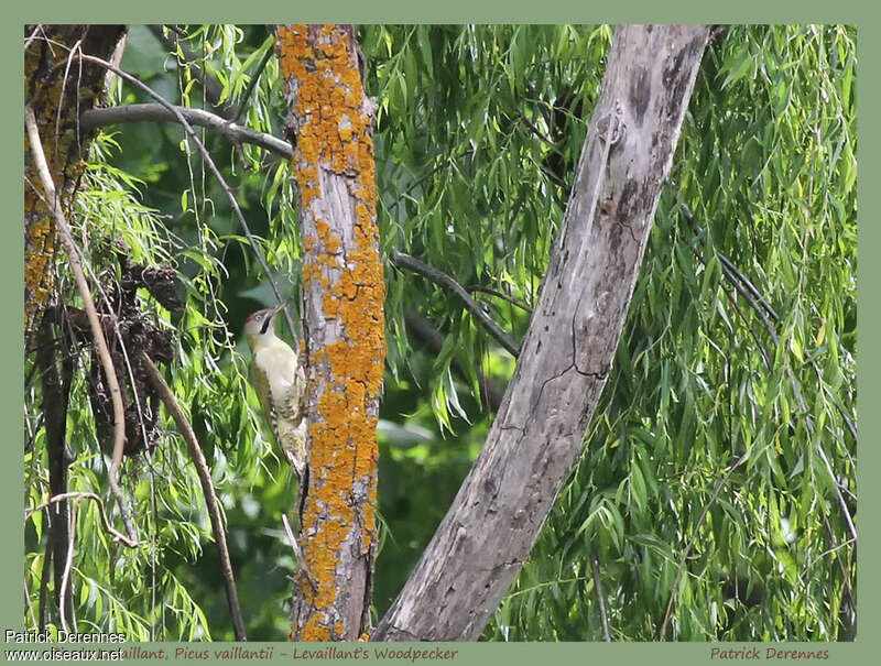 Levaillant's Woodpeckeradult, habitat, pigmentation