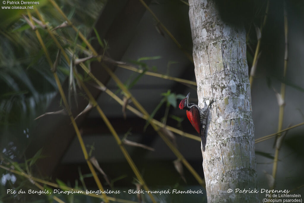 Red-backed Flameback, identification, habitat