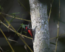 Red-backed Flameback