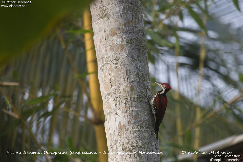 Pic de Lichtenstein, identification, habitat