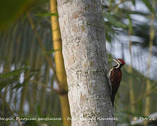 Red-backed Flameback