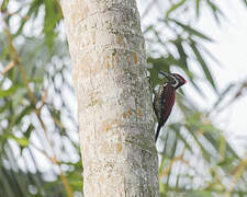 Red-backed Flameback