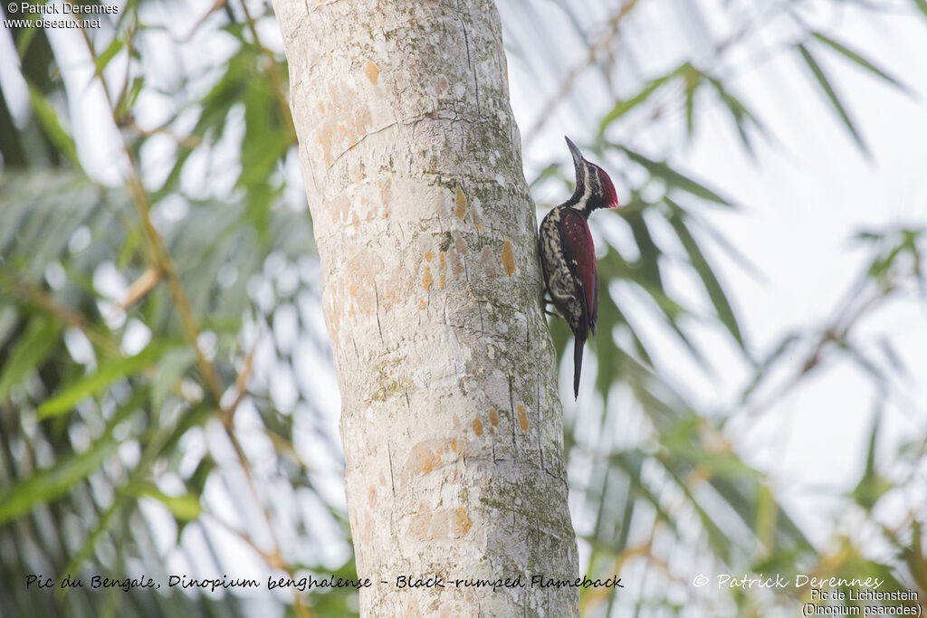 Red-backed Flameback, identification, habitat