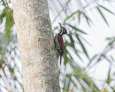 Red-backed Flameback