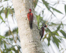 Red-backed Flameback