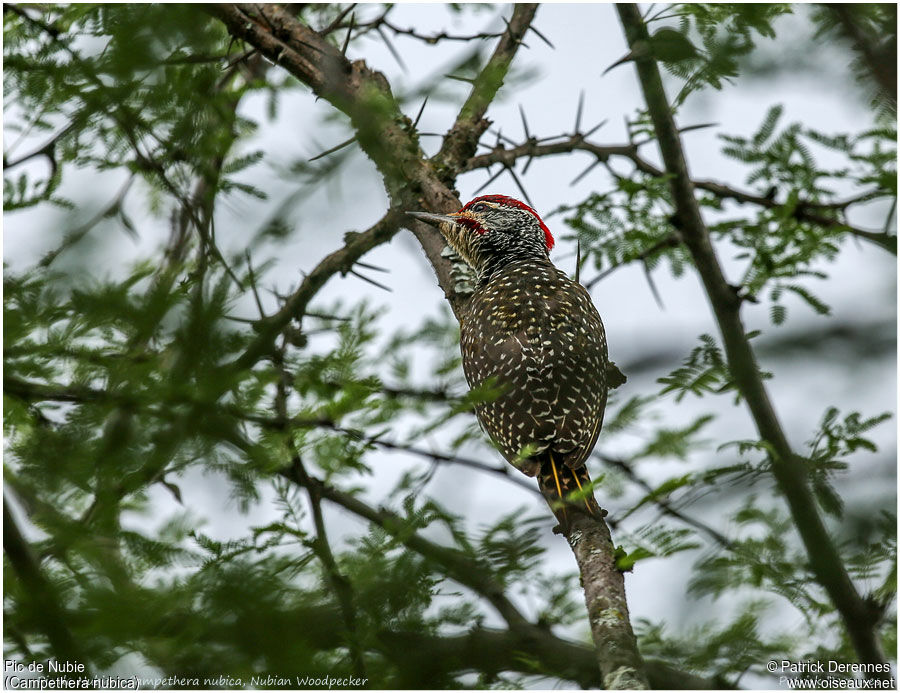 Pic de Nubie mâle adulte, identification