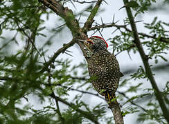 Nubian Woodpecker