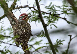 Nubian Woodpecker