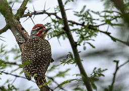 Nubian Woodpecker