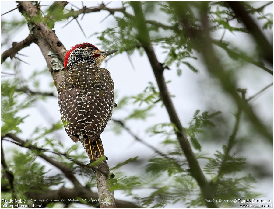 Pic de Nubie mâle adulte, identification