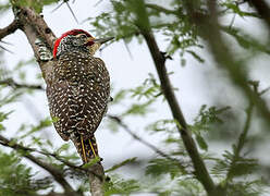 Nubian Woodpecker