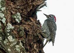 Nubian Woodpecker