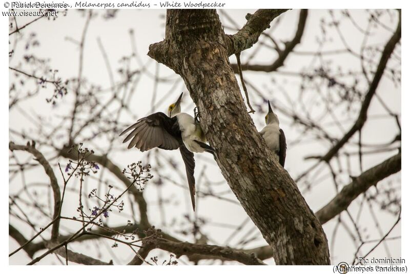 White Woodpecker, identification, habitat