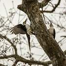 Pic dominicain