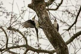 White Woodpecker