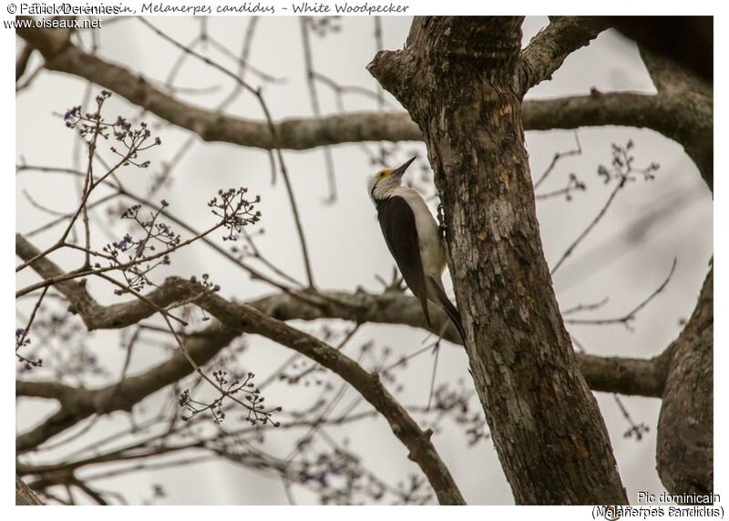 White Woodpecker, identification, habitat
