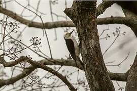 White Woodpecker