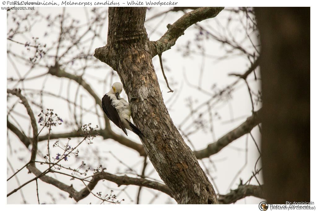 White Woodpecker, identification, habitat