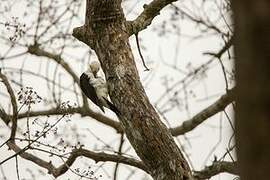 White Woodpecker