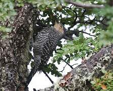 Chilean Flicker