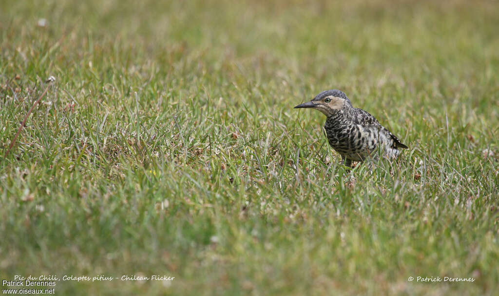 Chilean Flicker male subadult, habitat, fishing/hunting