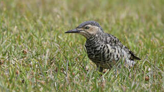 Chilean Flicker