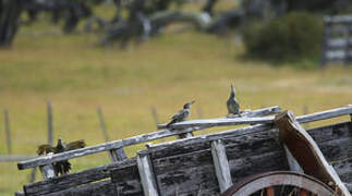 Chilean Flicker