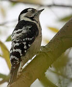 Lesser Spotted Woodpecker