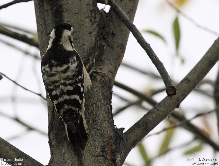 Lesser Spotted Woodpecker female adult, identification