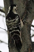 Lesser Spotted Woodpecker