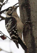 Lesser Spotted Woodpecker