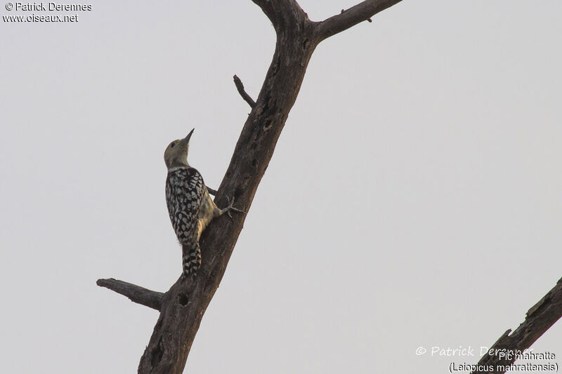 Yellow-crowned Woodpecker, identification, habitat