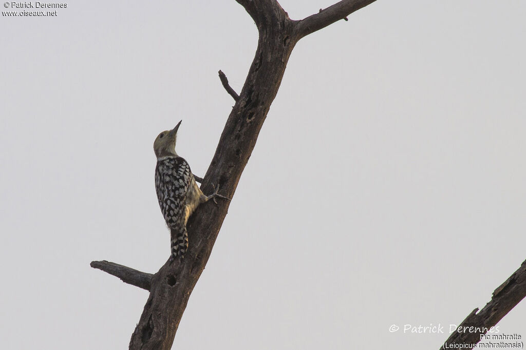 Pic mahratte, identification, habitat