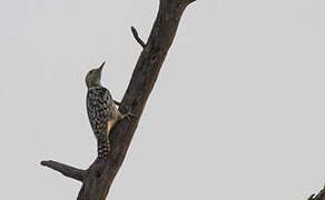 Yellow-crowned Woodpecker