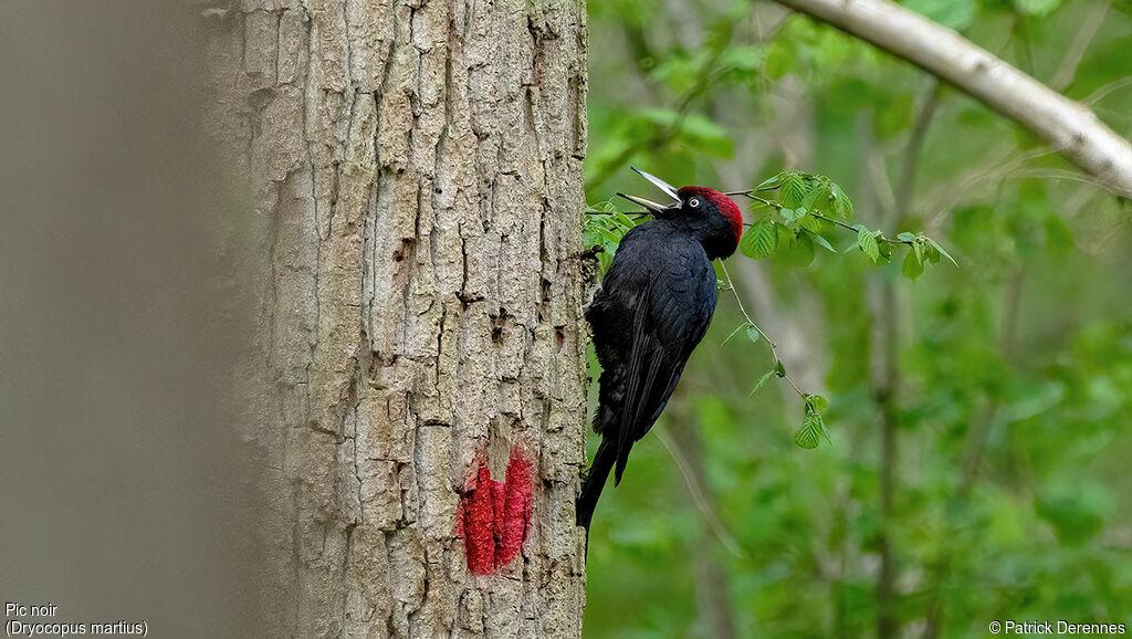 Black Woodpecker