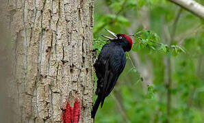 Black Woodpecker