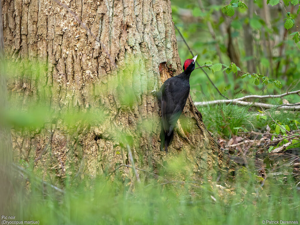 Black Woodpecker