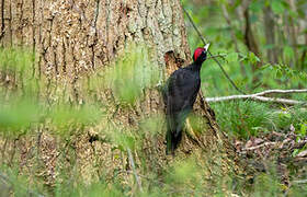 Black Woodpecker