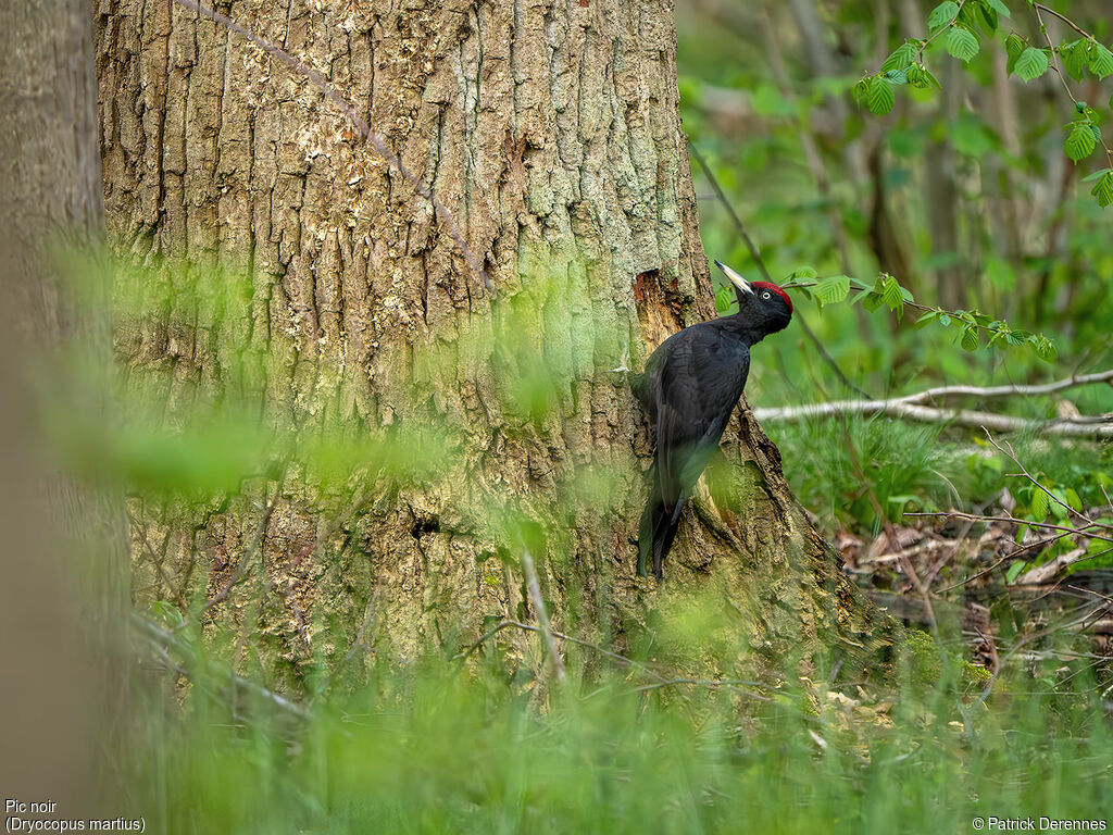 Black Woodpecker