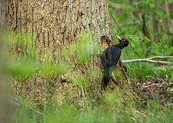 Black Woodpecker