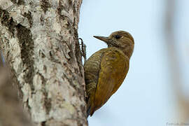 Little Woodpecker