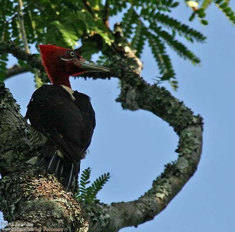 Robust Woodpeckeradult